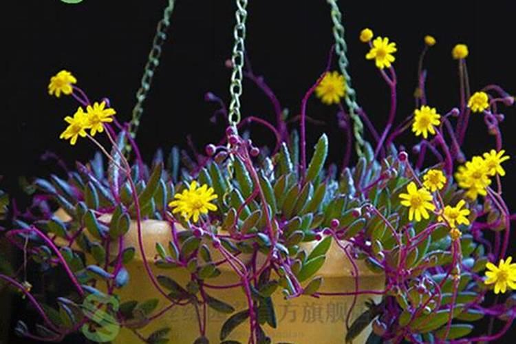 紫玄月怎么施肥用什么肥料好？