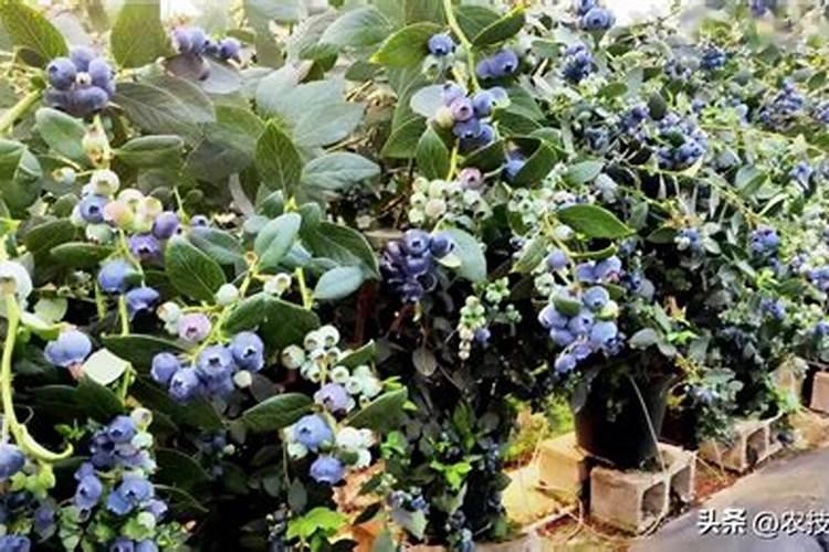 蓝莓生长过程中用氮肥还是钾肥呢？
