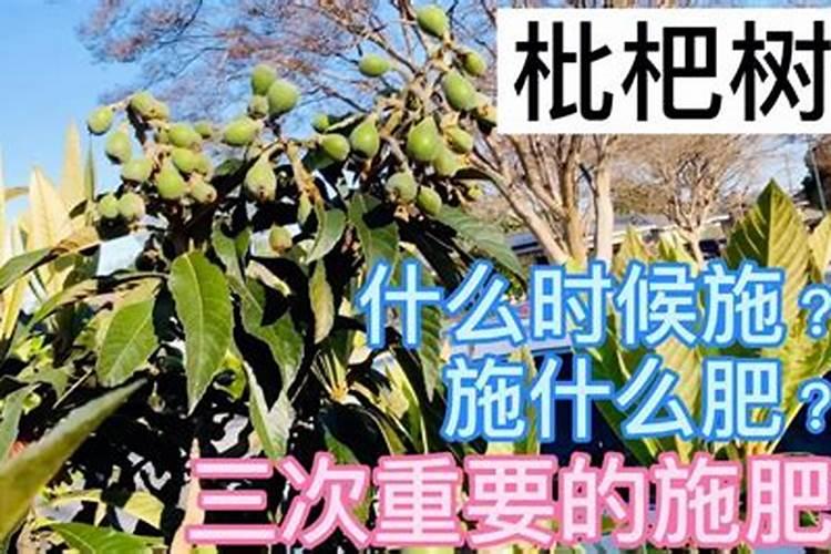 枇杷树什么时候施肥