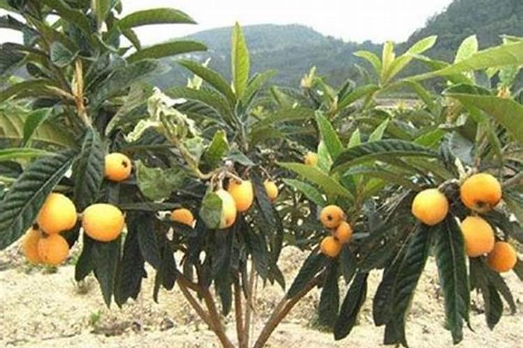 枇杷树如何施肥