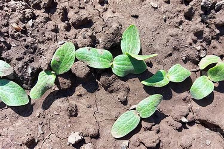 葫芦幼苗怎么施氮肥最好？