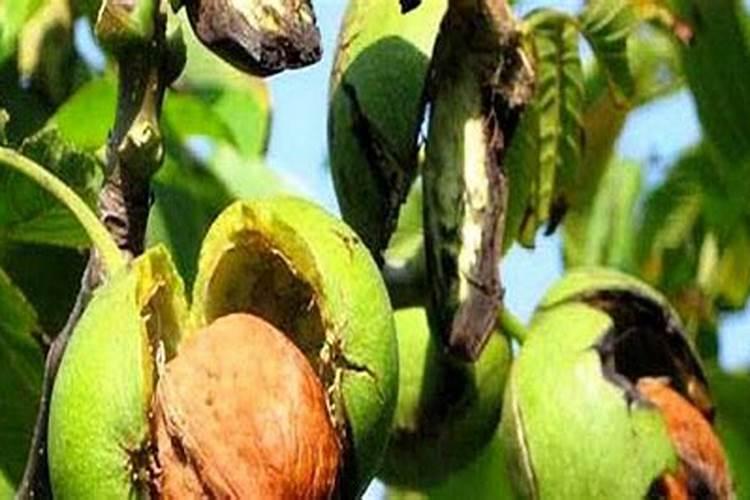 核桃树如何管理