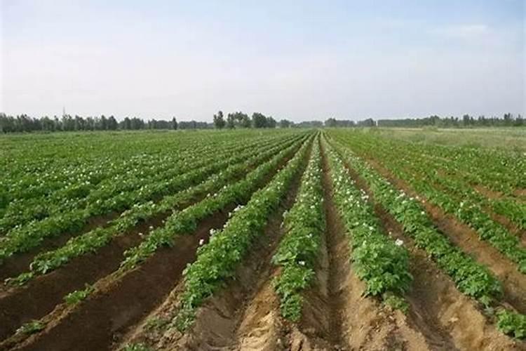 白菜施肥方法 沟上培土作垄