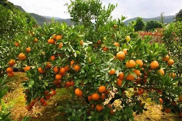 柑桔幼树施什么氮肥较好些？