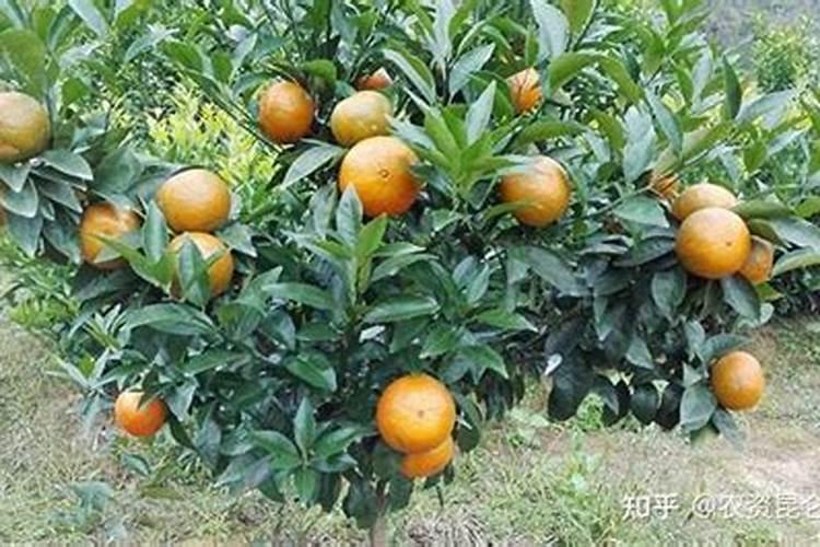 沃柑什么时候喷叶面肥比较好？