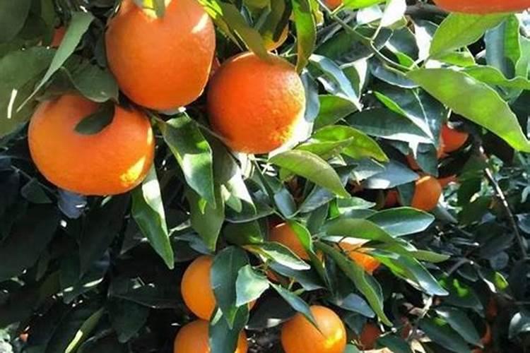 沃柑第一次保果用什么药