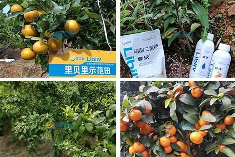 科学施肥促高产:柑橘壮果肥这样选,果子好产量高!