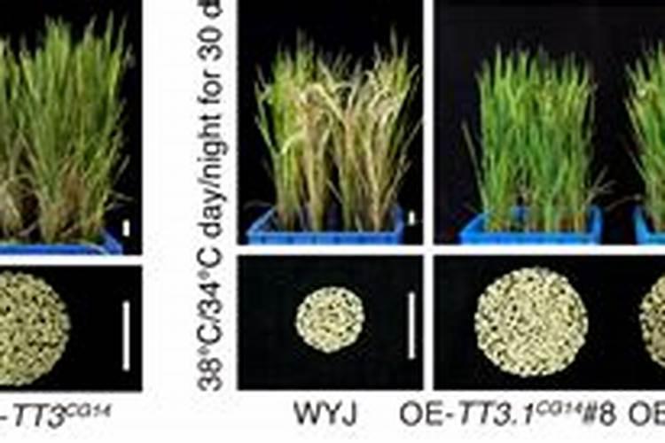 高温水稻能撒肥吗