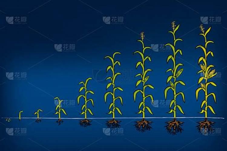玉米成长不需要钾肥吗为什么？