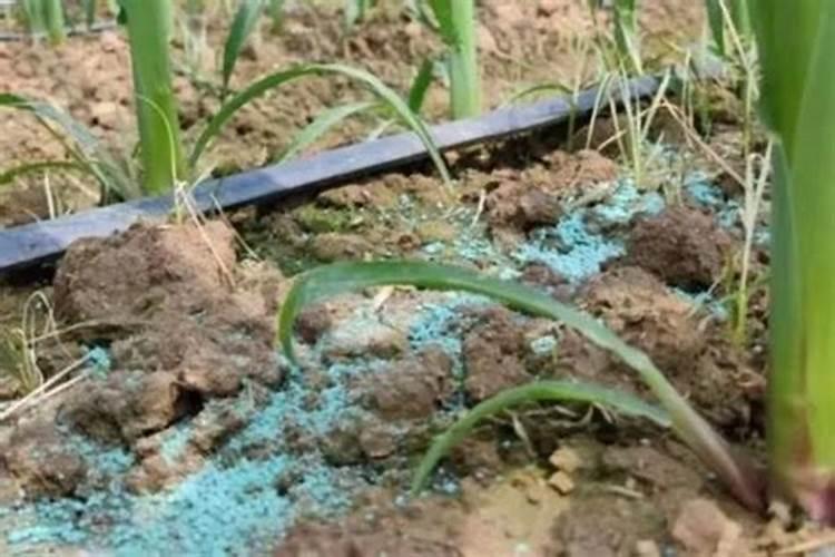 玉米需不需要通过冲施的方式施加钾肥？