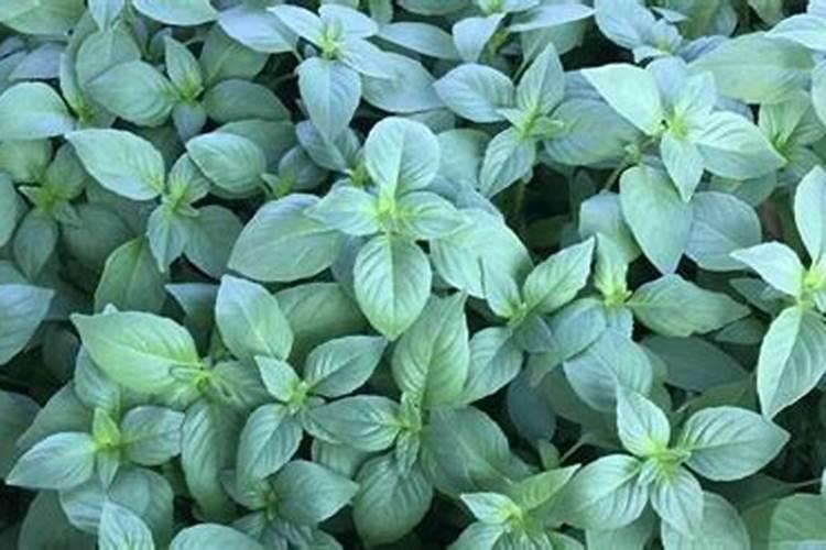 荆芥的种植方法