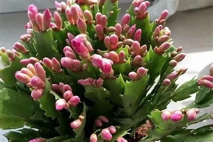 怎样给蟹爪兰使用氮磷钾肥呢？