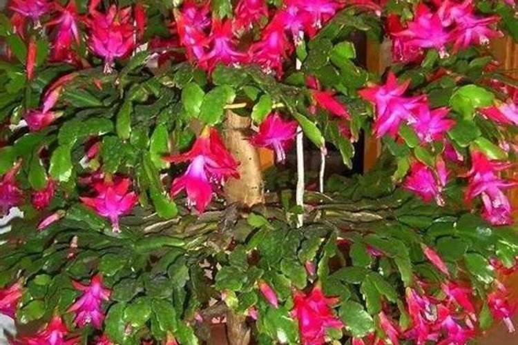 蟹爪兰施什么肥 蟹爪兰怎么施肥