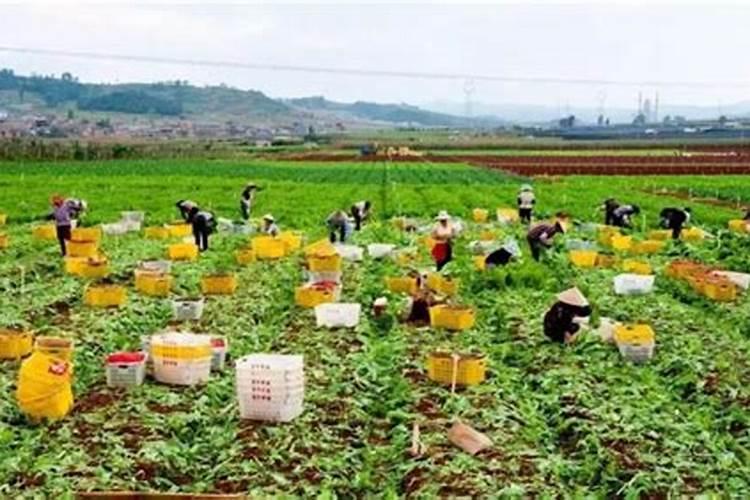 山东寿光菜农说:我们不用水溶肥