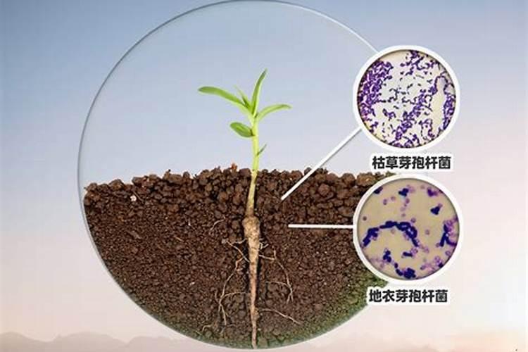 微生物菌剂的作用和使用方法