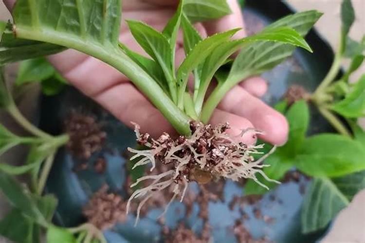 自己家种了十盆花要用多少斤化肥？或者其它肥料？