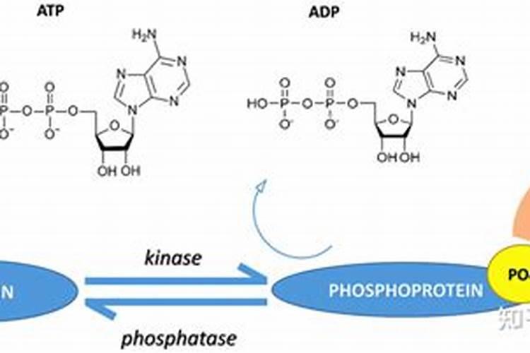 磷酸的作用