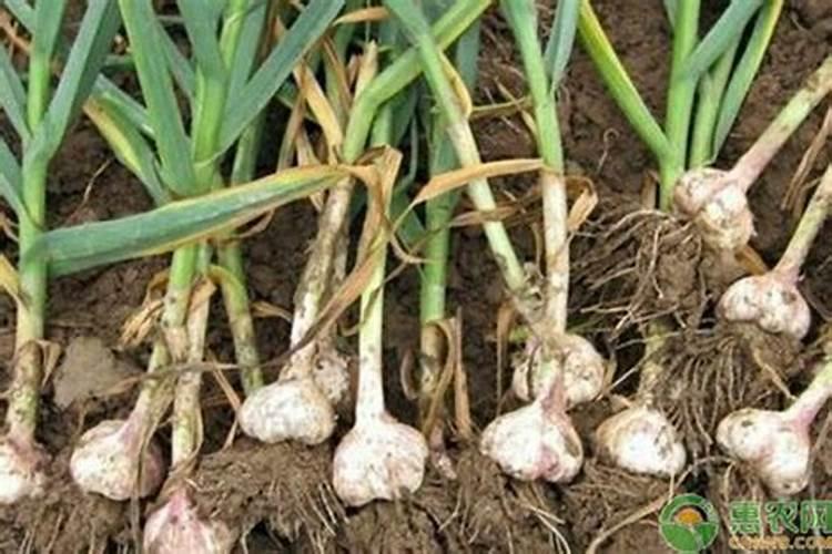 大蒜喷施什么蒜头最大？