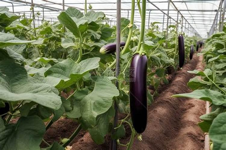 茄子果实施干肥好还是水肥好
