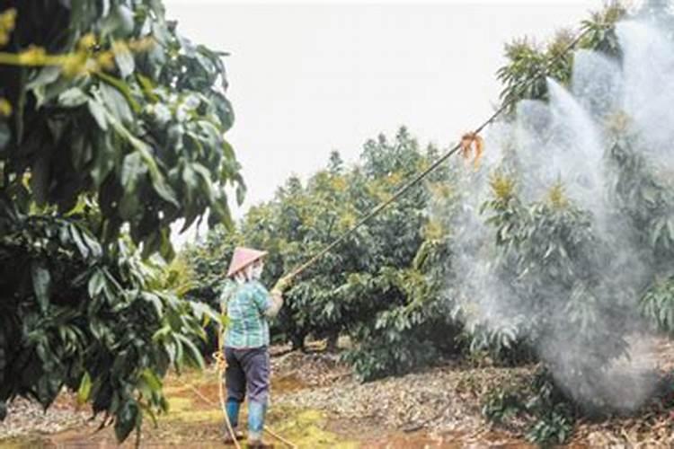 荔枝一般打水肥好还是撤肥好？