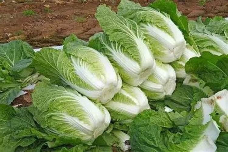 包心类蔬菜施肥,氮磷钾的比例,生物有机肥的作用