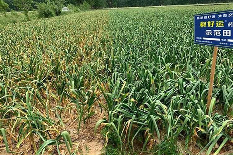 春秋大蒜追肥使用哪种氮肥最好？