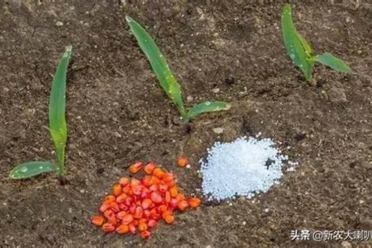 哪些肥料不能施用在蔬菜上