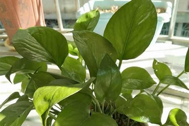 花卉用什么肥叶子油亮