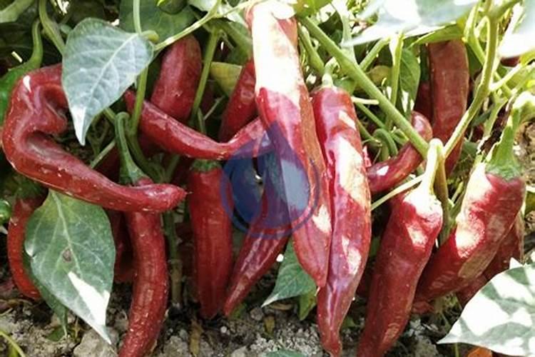 辣椒喷什么叶面肥结果多