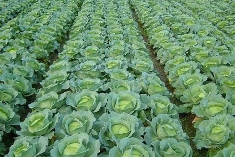 冬季棚里打什么生长剂让蔬菜长的快