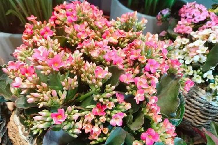 什么东西可以当养花的肥料用、养花没有肥料,用什么代替