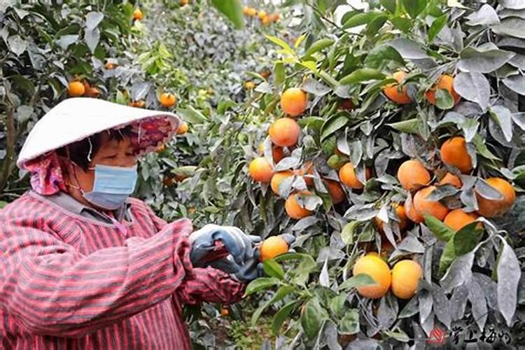 如何种植沃柑,有什么要注意的吗？