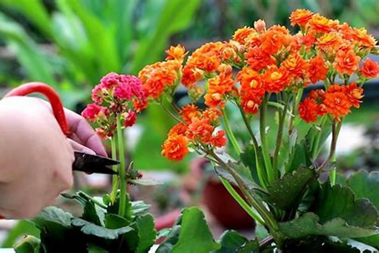 长寿花磷肥施多少量合适？