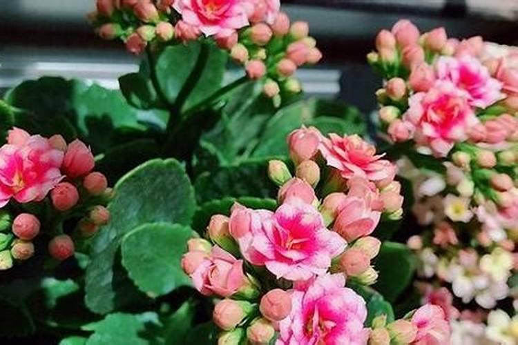 怎样养好长寿花 养好长寿花的技巧