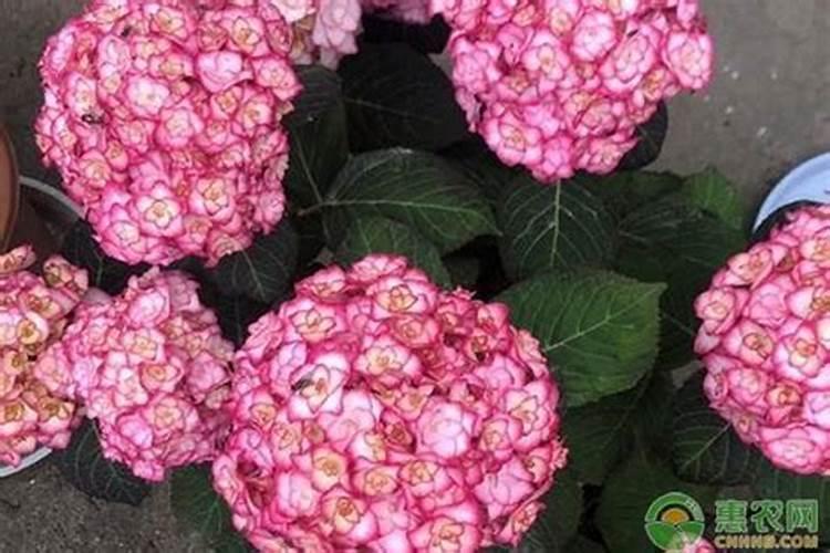 绣球为什么只长叶子不开花