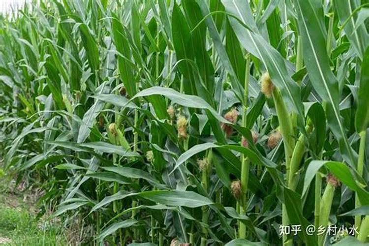 玉米追肥用农家肥可以吗？