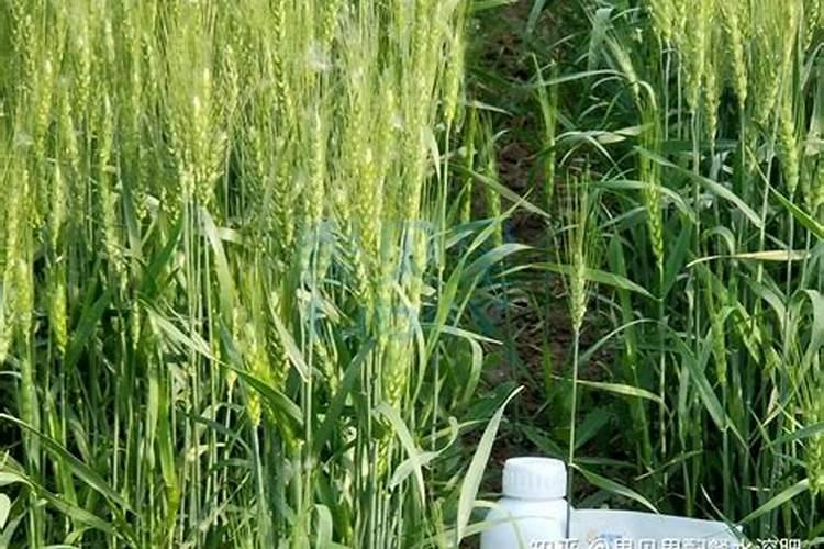 小麦打叶面肥后什么时候施肥合适？