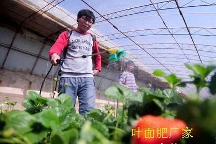 草莓能不能喷叶面肥水？