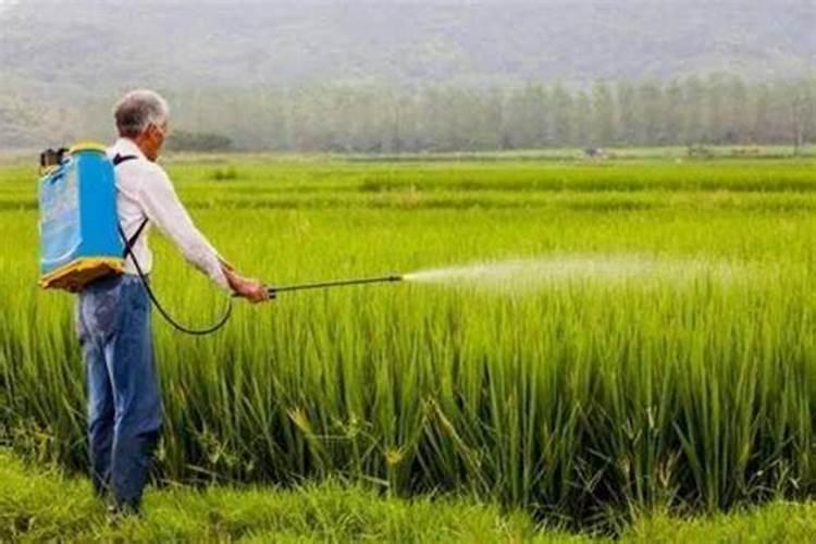小麦什么时候喷芸苔素 如何喷施效果好