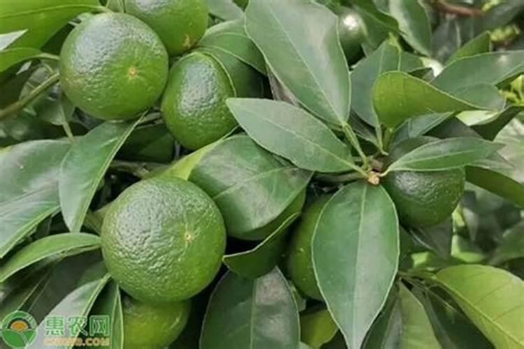 柑橘开春几月施肥最佳