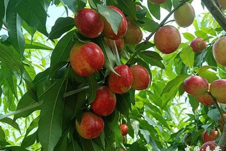 大棚油桃硬核期后管理油桃硬核期后开始膨大就会出现裂果特别是打叶露出...