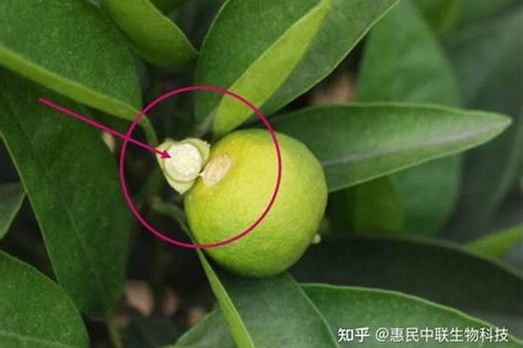 油桃膨果期可以喷液体氮吗？