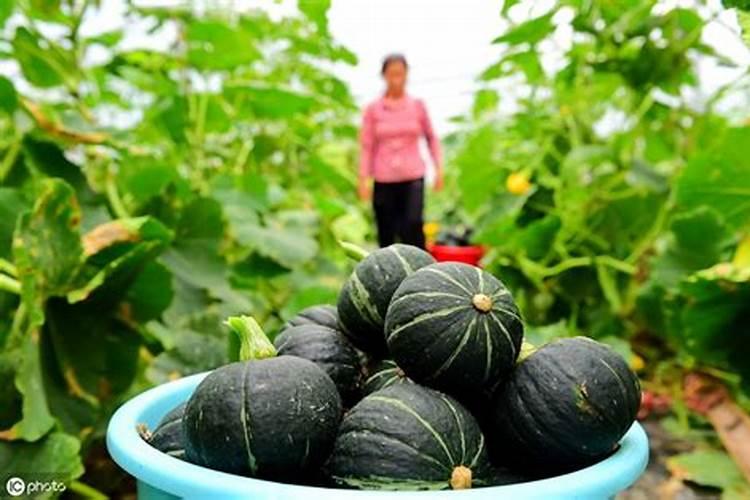 种面贝贝南瓜用什么肥料