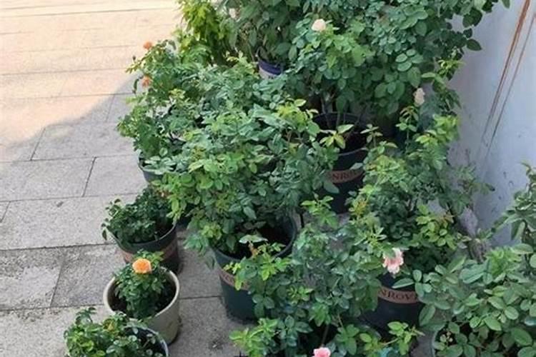 秋天月季施什么肥好？