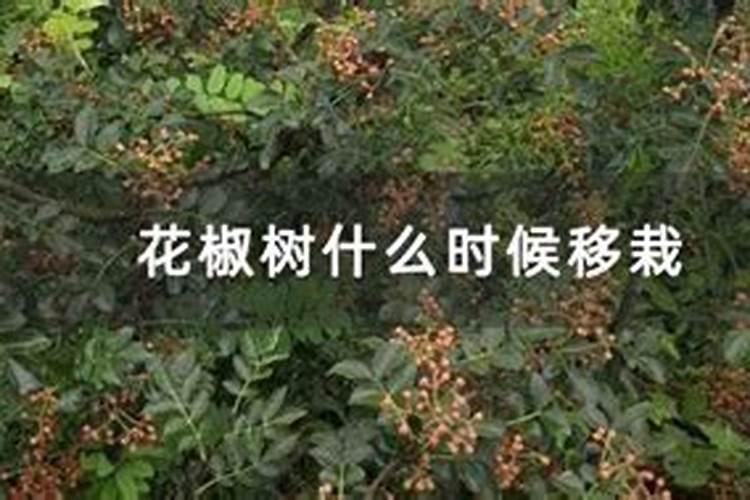 酸水溶肥可以移栽花椒树吗？