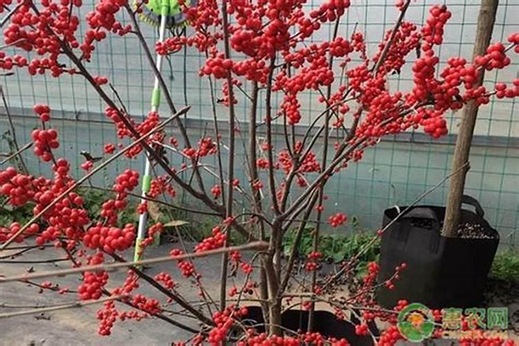 北美冬青的养殖方法和注意事项