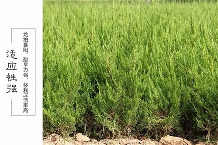 ...小龙柏树苗,可以用除草剂除草吗？如果可以能用什么除草剂呢？急用谢谢...