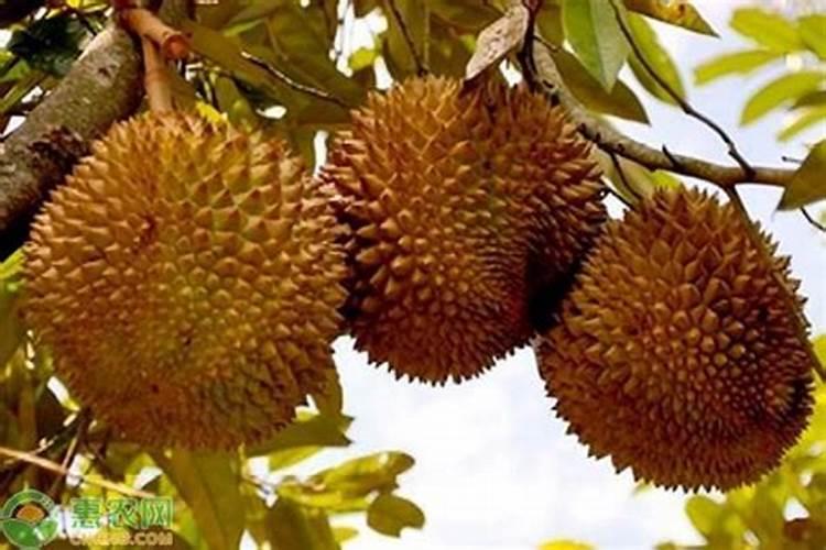 榴莲怎么种植？