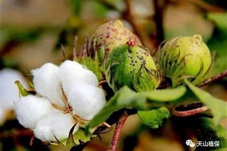 棉花开的花蕾怎么老是掉？为什么？