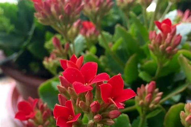 如果施用氮肥过多会导致花卉怎样改正让花开花？